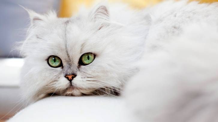 14 Long-Haired Cat Breeds to Love & Breed Profile