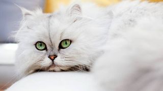 long-haired cat breeds