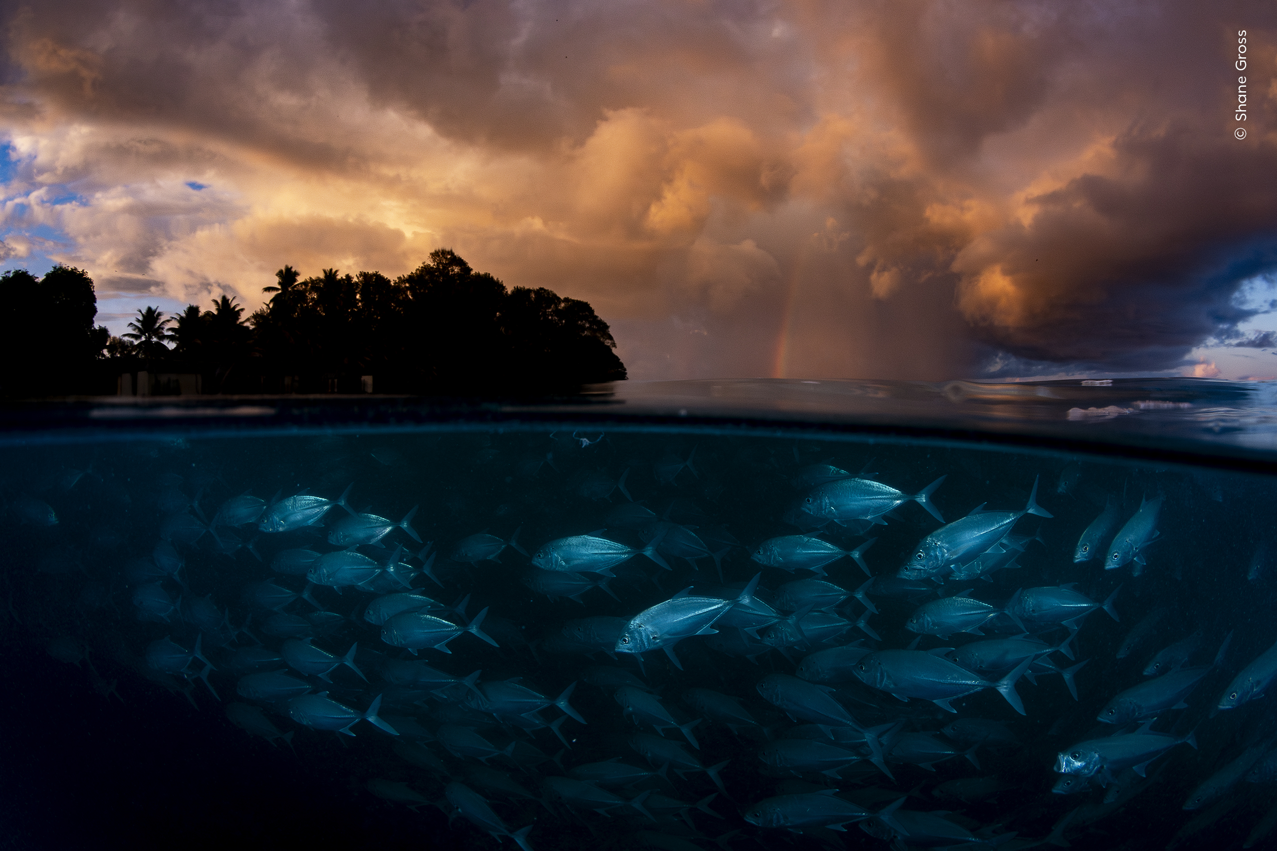 Underwater image of a school of fish with a stormy sky visible above
