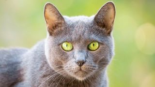 Russian blue cat