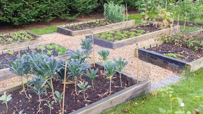 A vegetable garden with raised beds