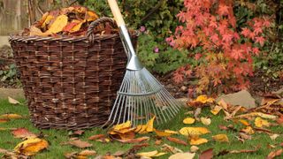 Fallen leaves cleared from a garden lawn into a woven basket on a bright autumn day