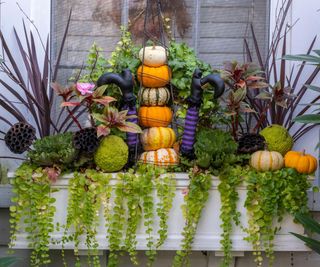 Window box Halloween decor, witch legs and pumpkins