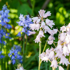 The bell-shaped white and blue flowers of the Spanish bluebell (Hyacinthoides hispanica) - stock photo