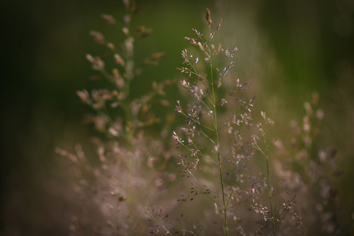 Nikon D7500 sample images: closeup of long summer grass