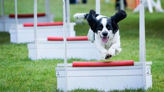 spaniel in flyball competition