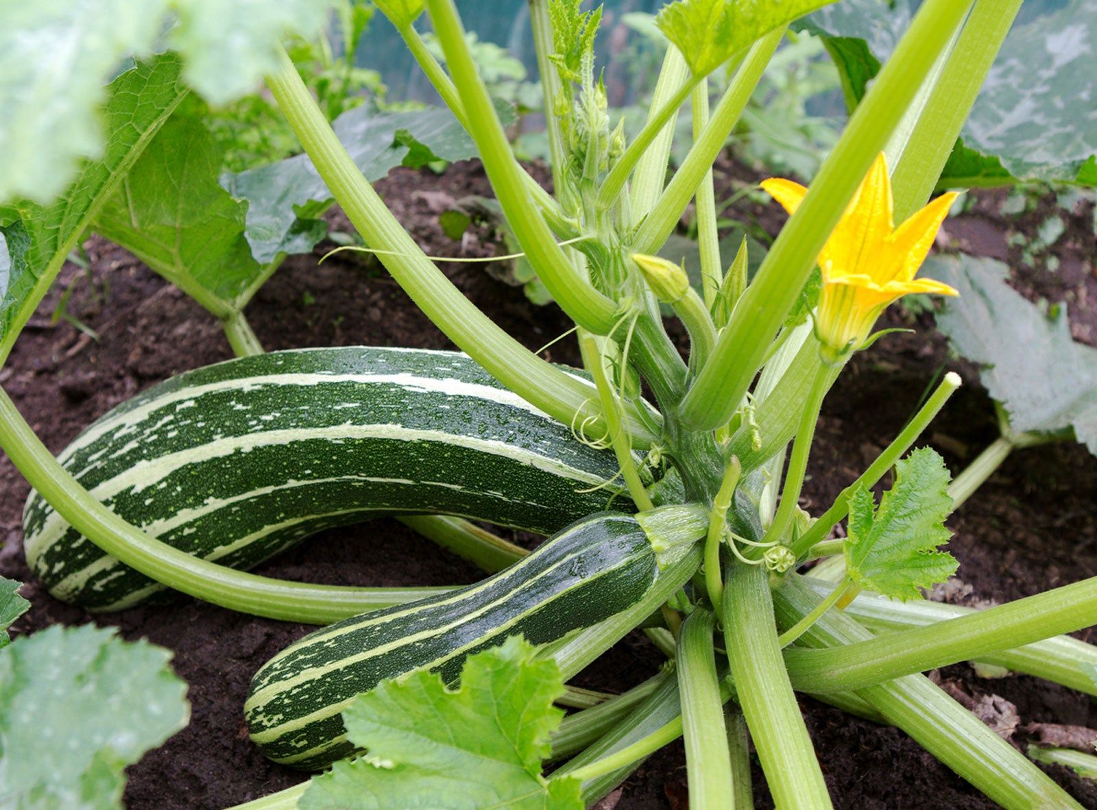 Information About Pruning Zucchini Plants Gardening Know How