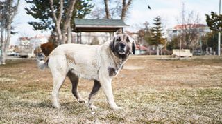 White Anatolian Shepherd