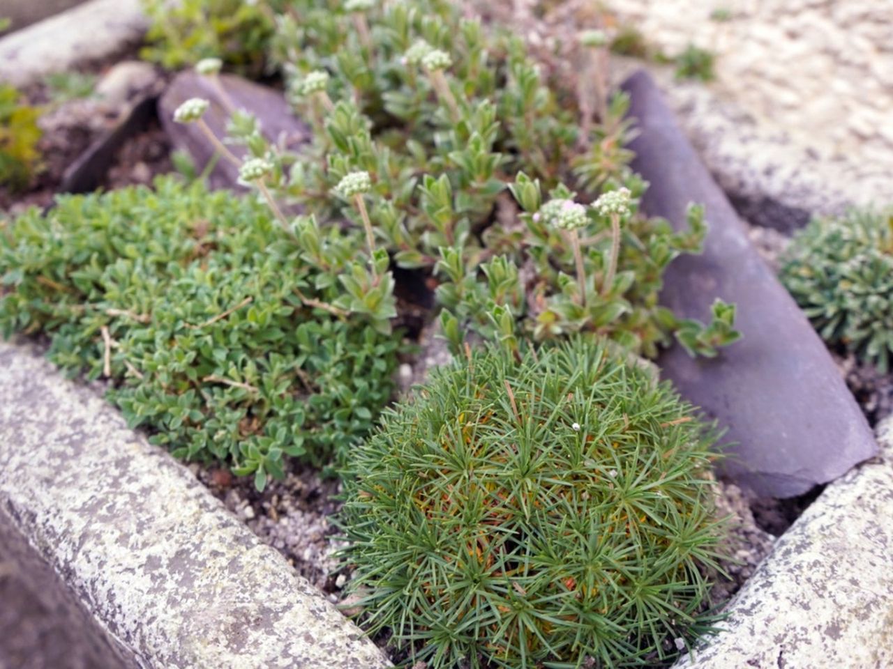 Rock Garden Full Of Alpine Plants