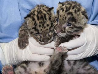 clouded baby leopards