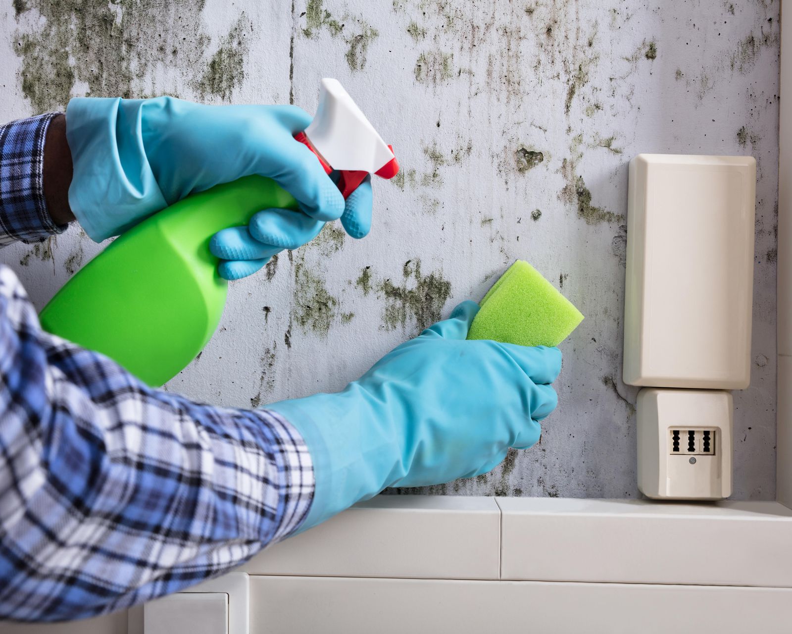 How to get rid of mold in a house whether to DIY or not Real Homes