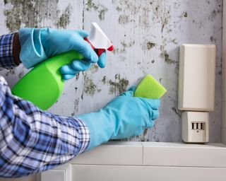 Housekeeper's Hand With Glove Cleaning Mold From Wall With Sponge And Spray Bottle
