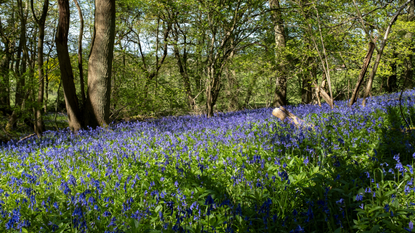 Woodland with bluebells in spring