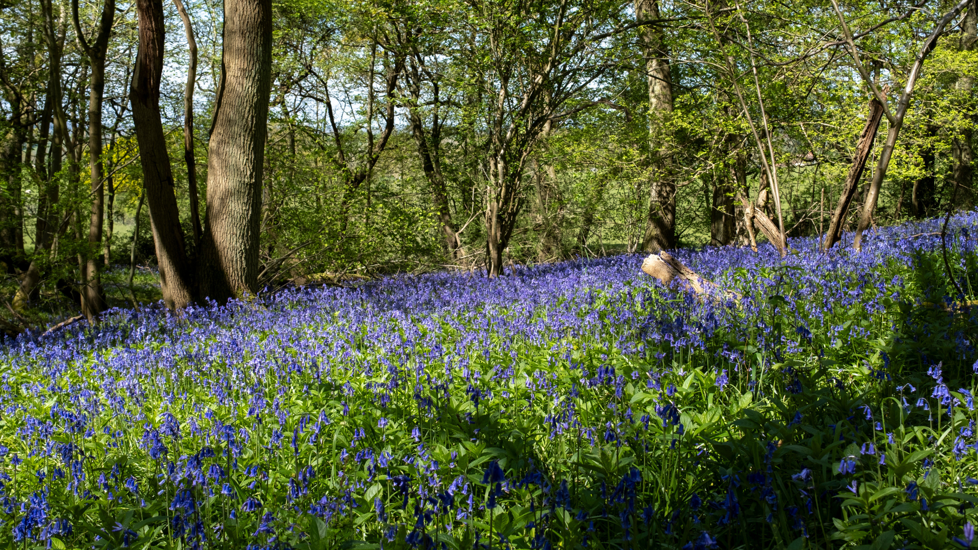 Woodland with bluebells in spring