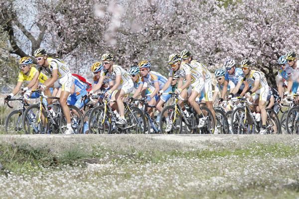 The Tour of Murcia peloton rides by some almond trees.