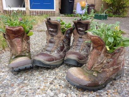 Old Work Boots Filled With Plants