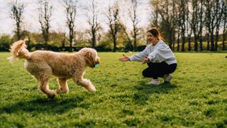 Dog running towards owner