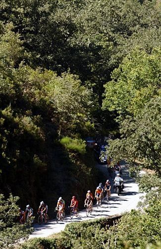 Lined out in the trees