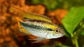 Agassiz’s dwarf cichlid