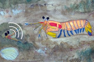 A watercolor depiction of one mantis shrimp rumbling at another.