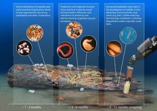 Colonization of deep-sea wood by various organisms. 