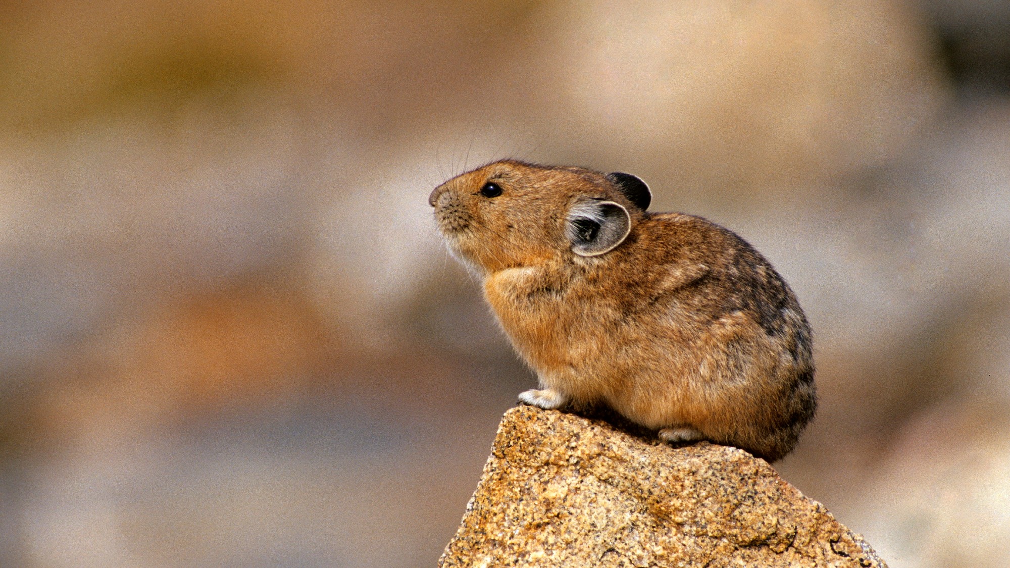 American pika on rock