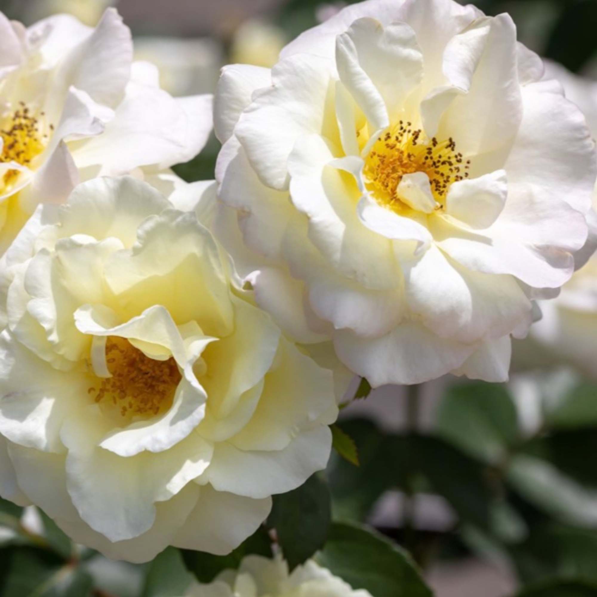 Rose 'Easy Elegance Macys Pride'