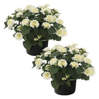 A set of two white lantana starter plants