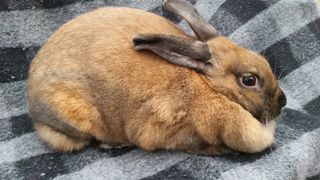 Cinnamon breed of rabbit