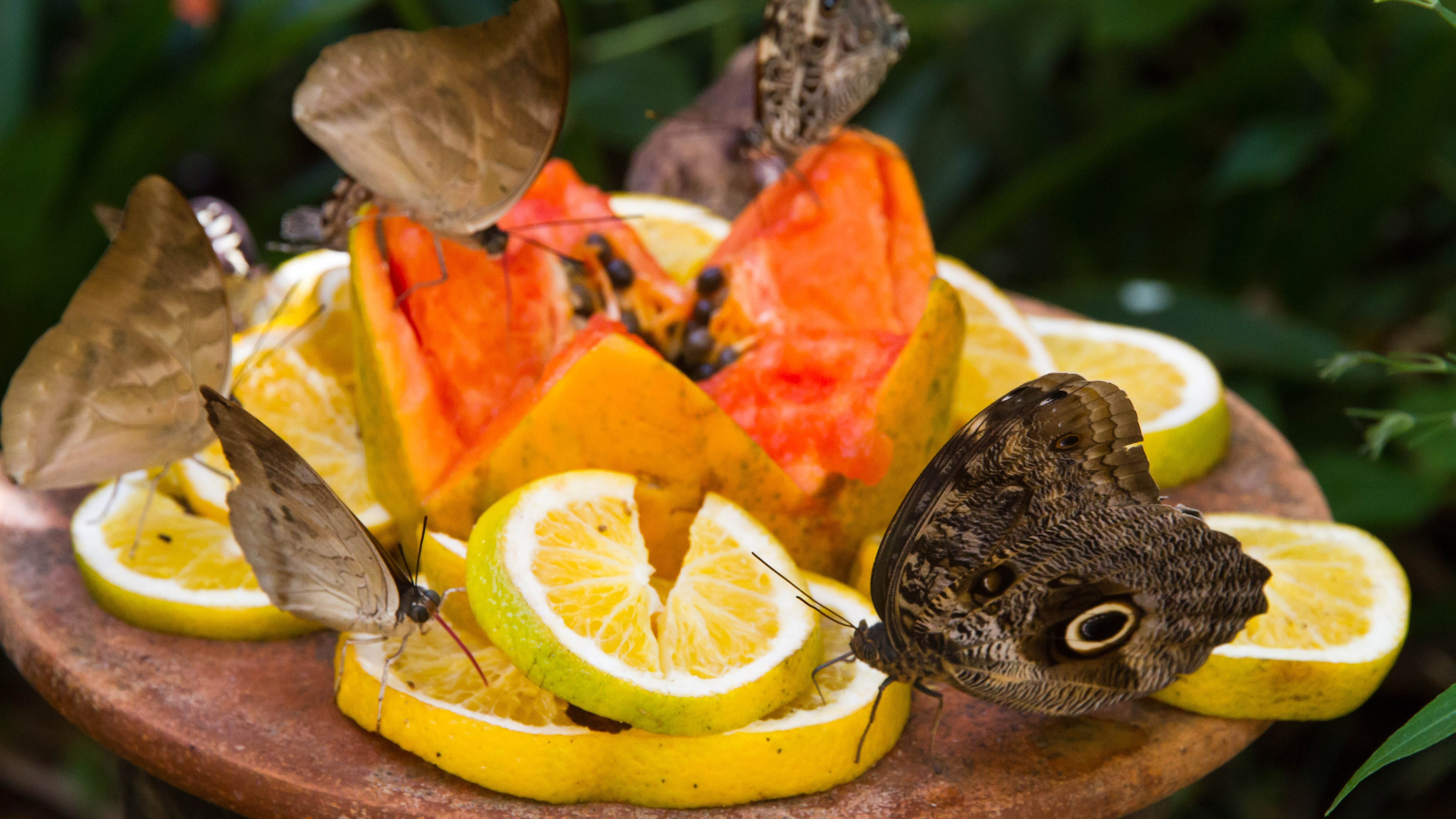 Бабочки на фруктовой тарелке
