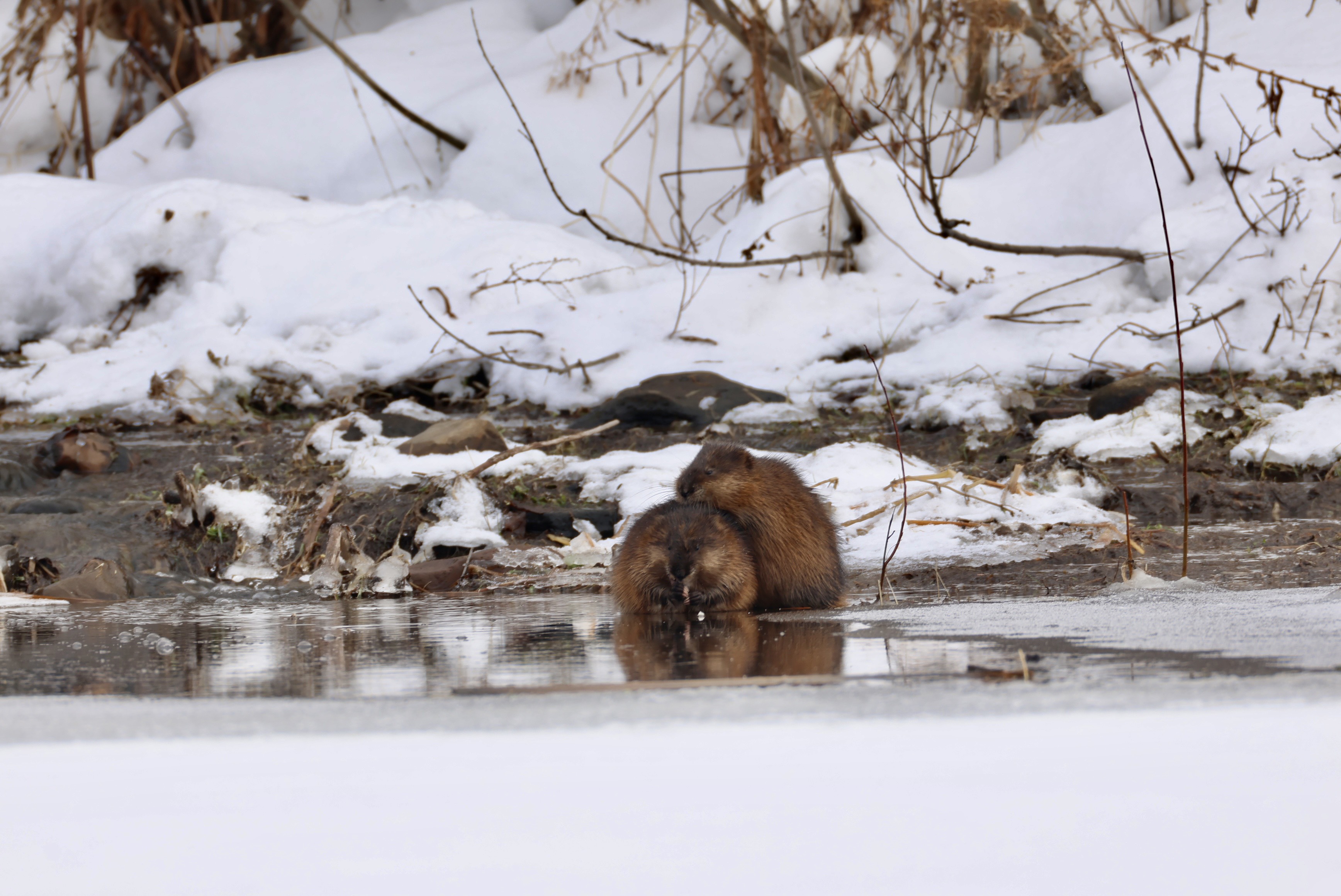 GuruShots - February 2026