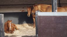 RSPCA horse rescue case