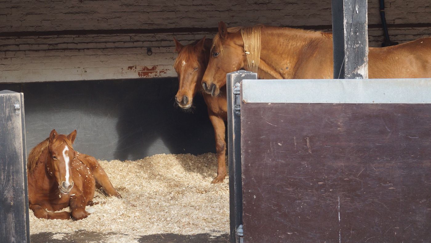 RSPCA horse rescue case