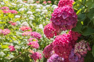 A close-up of pink hydrangeas