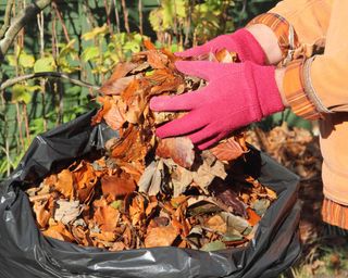 Fallen leaves are placed into a black plastic bag to make leaf mold in late autumn/early winter (November), in an English garden, UK