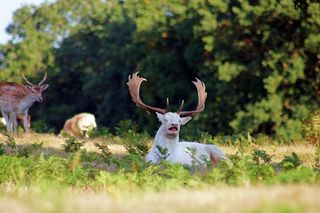 white deer sneezing