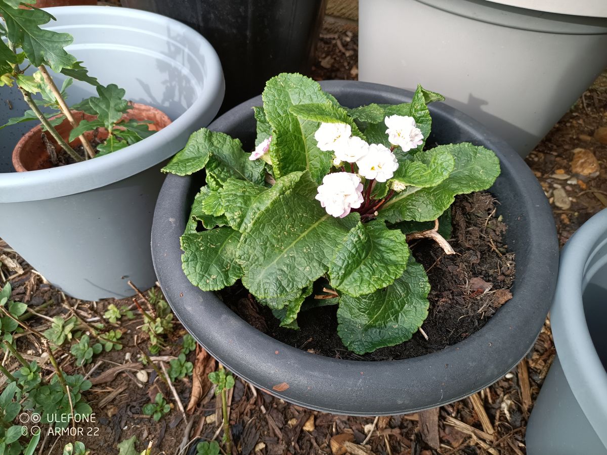 Ulefone Armor 22 Example images