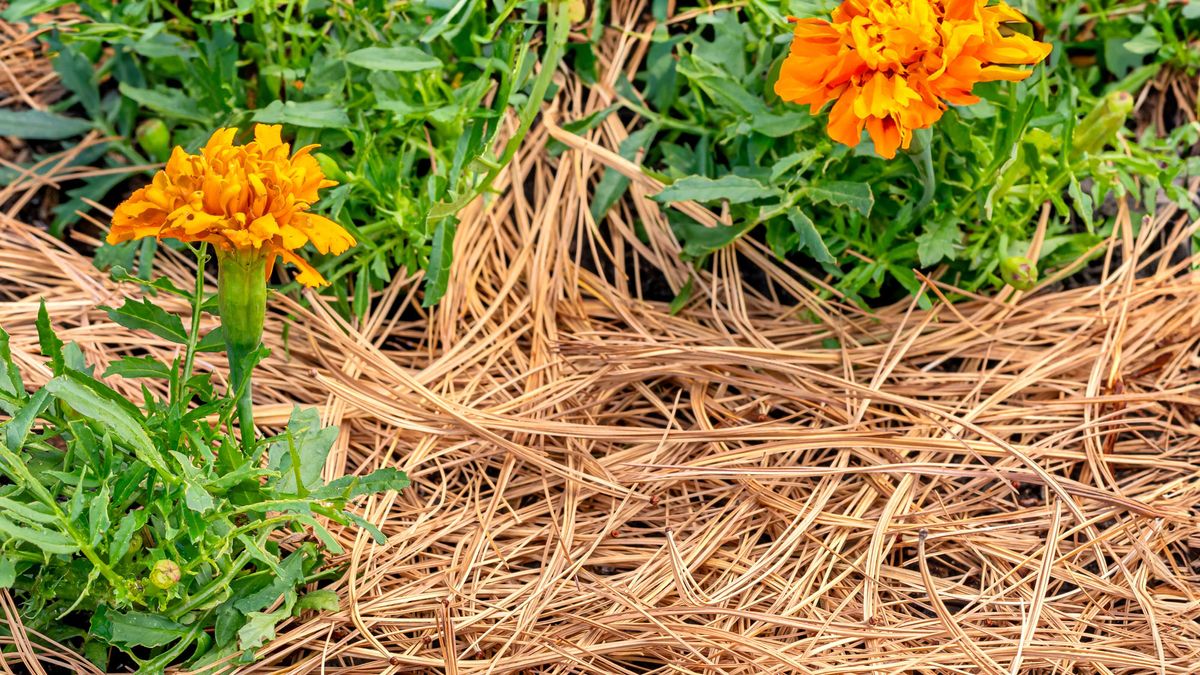 Garden Mythbusters: Do Pine Needles Make Your Soil Dangerously Acidic? Here’s How to Use Them with Confidence