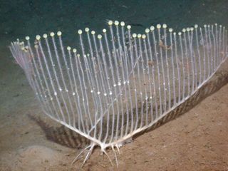 This photograph of the recently discovered carnivorous harp sponge, Chondrocladia lyra, was taken in Monterey Canyon, off the coast of California, at a depth of about 11,500 feet (3,500 meters).