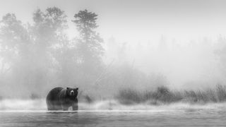 Bear at water in alaska