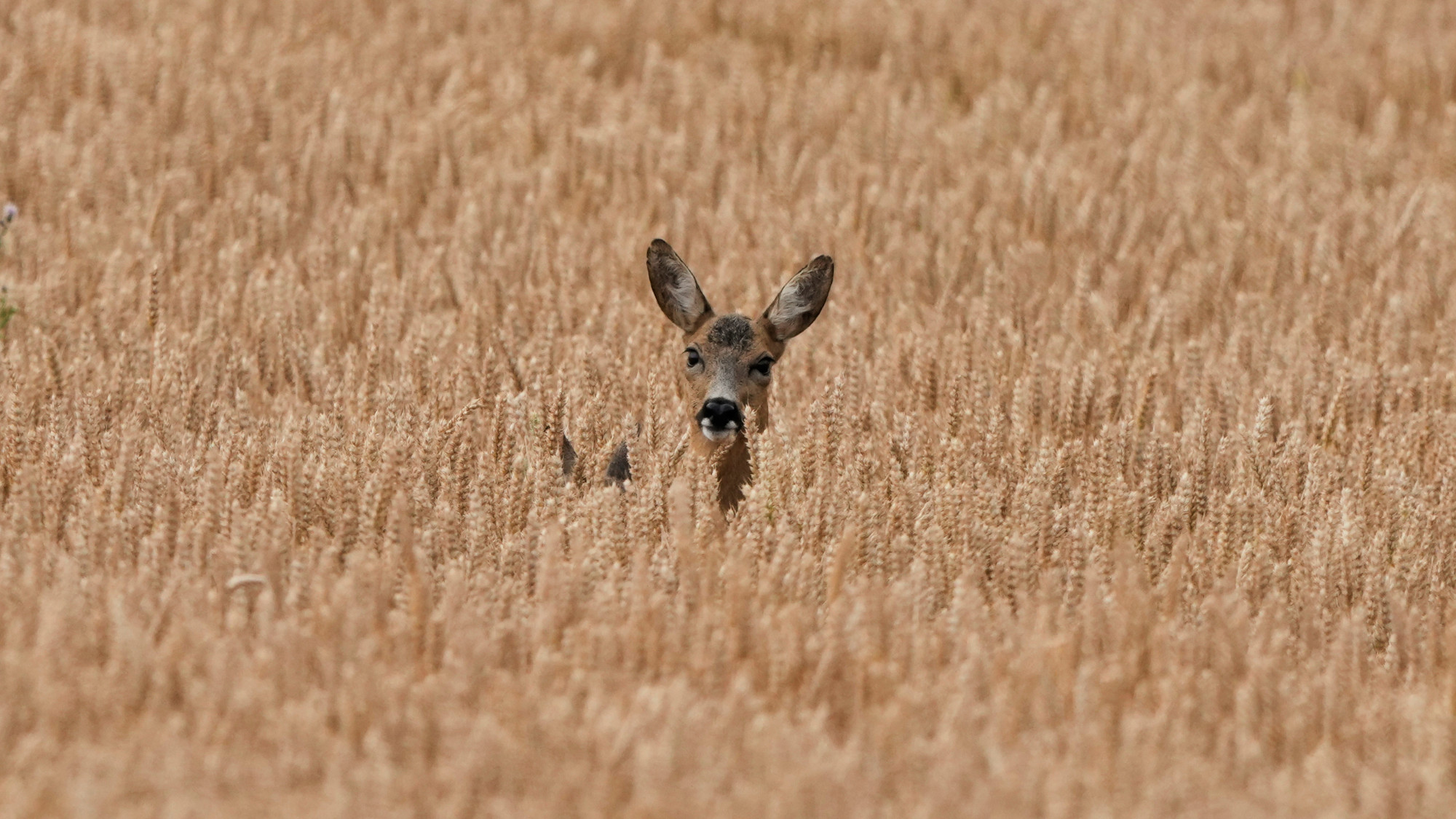 A deer