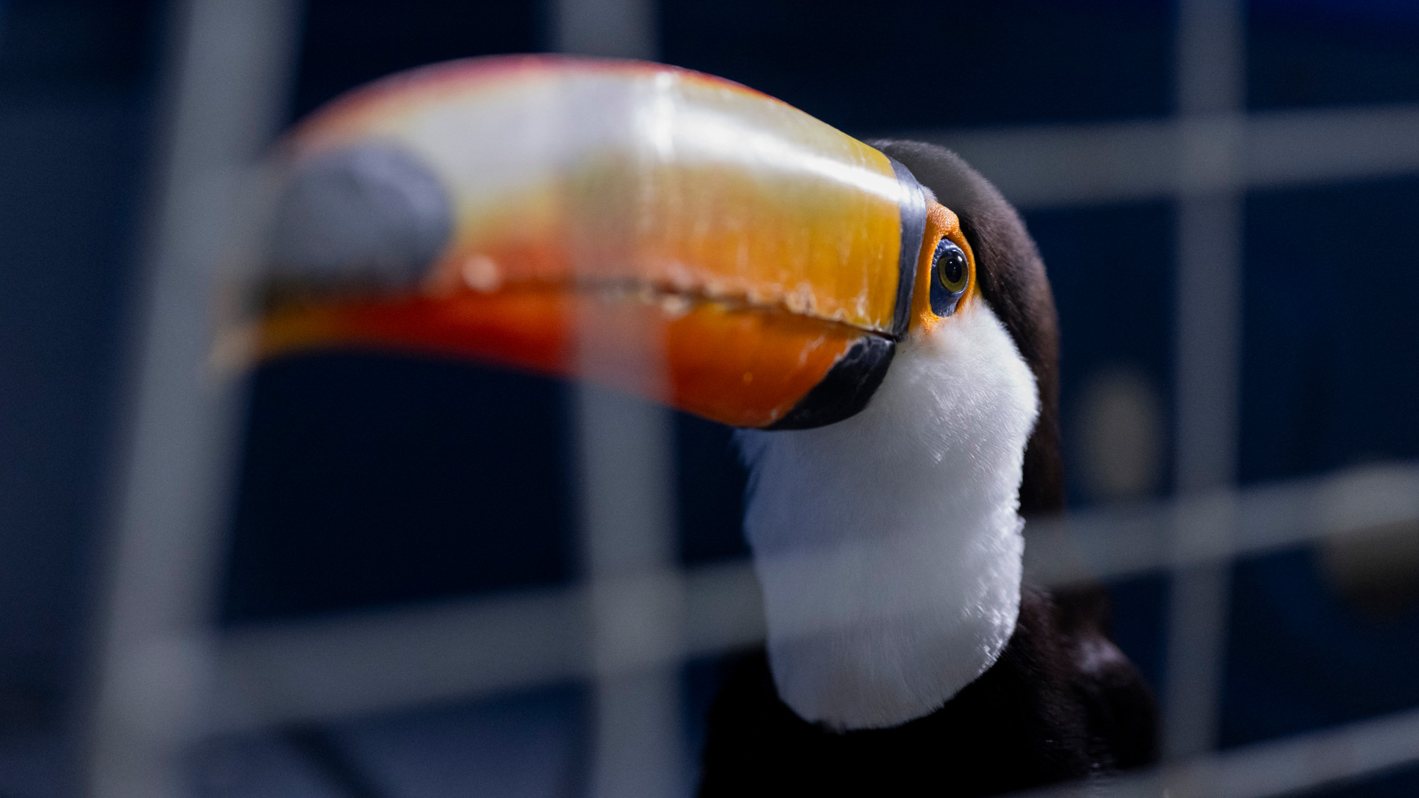 A toucan bird