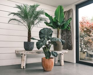 large houseplants in pots on a bench and on the floor inside a modern house