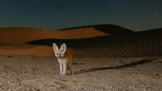 A fennec fox in the middle of the desert at night in Mammals.