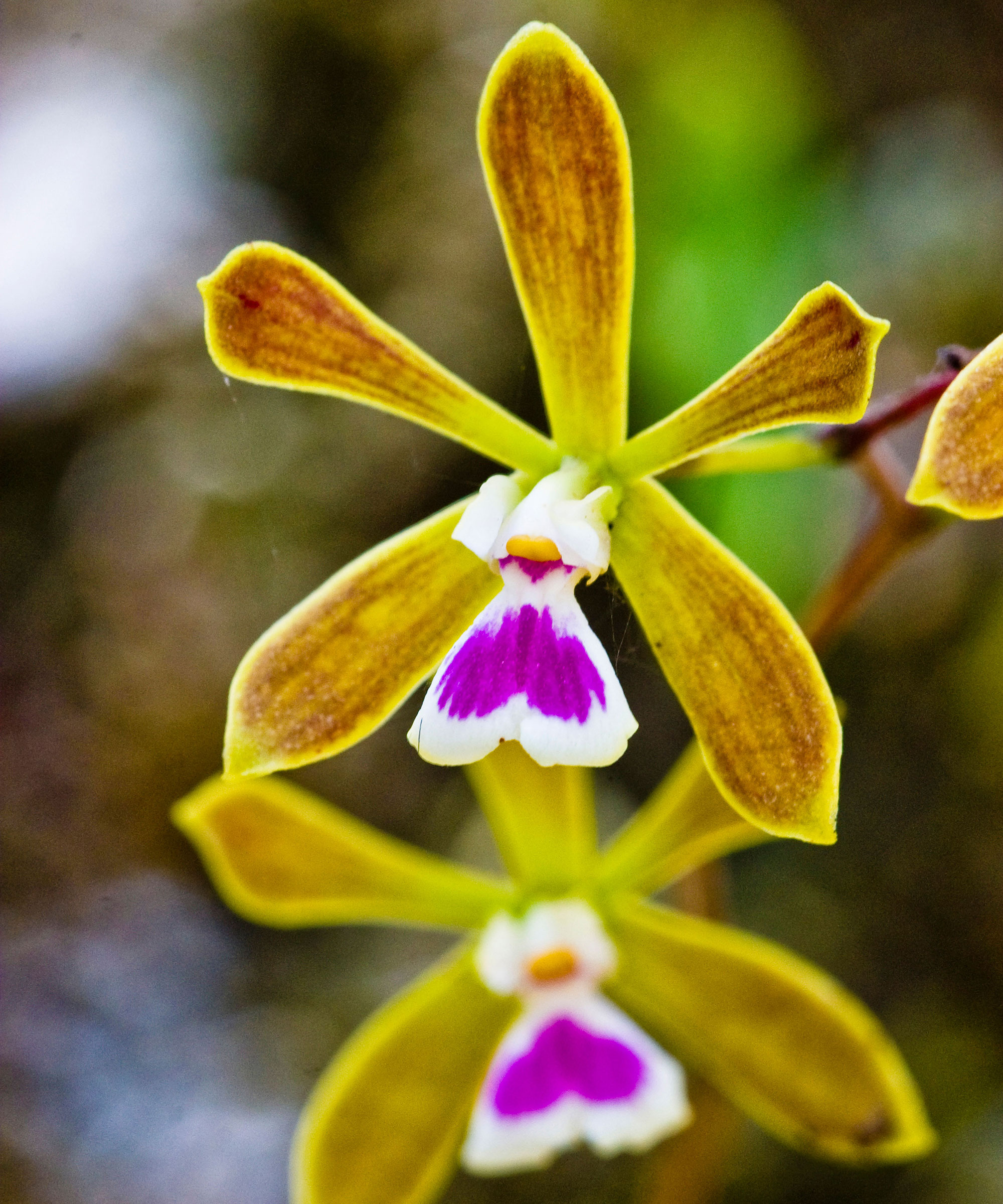 butterfly orchid showing green and pink petals