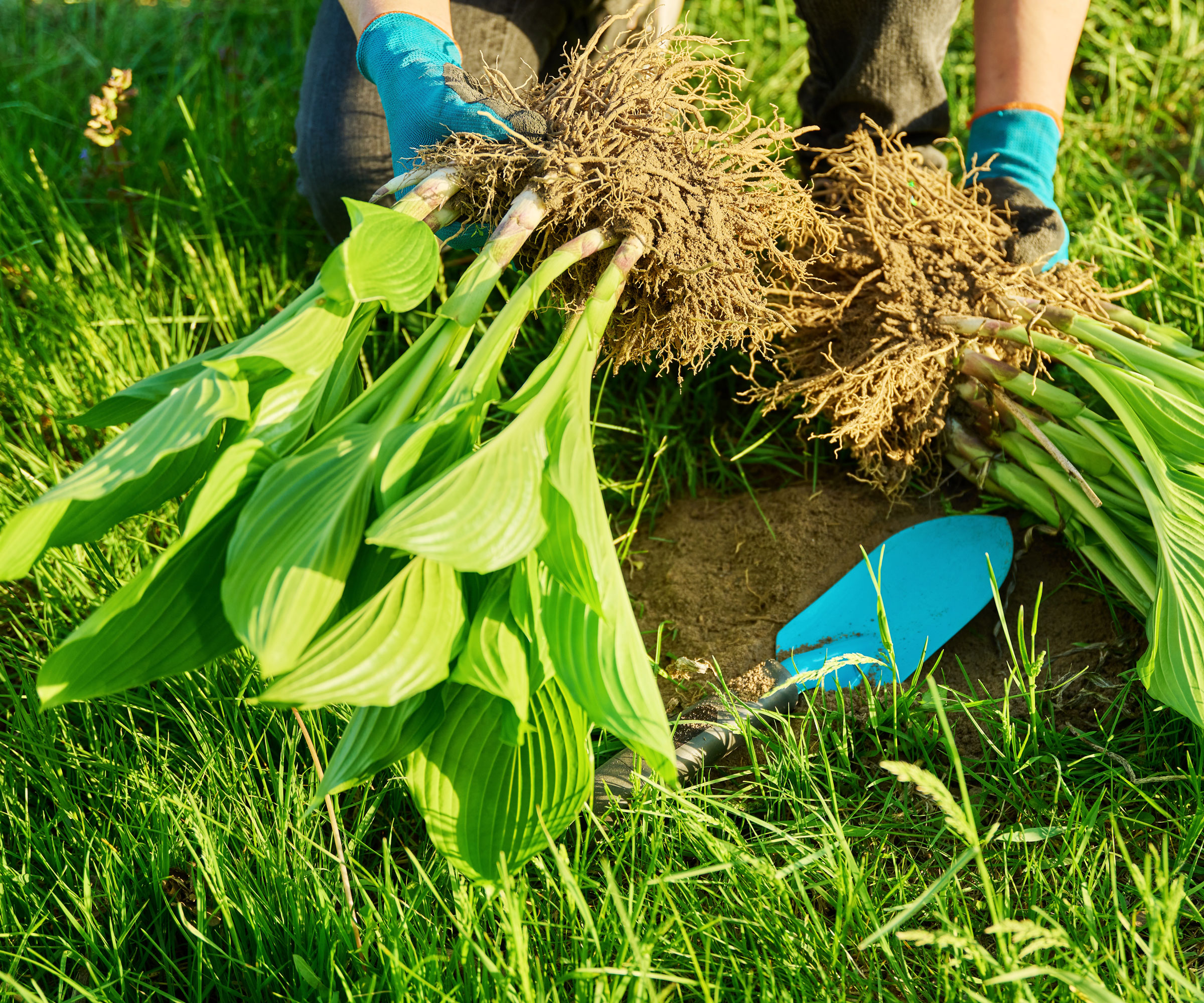 hosta plants being divided by someone wearing blue gloves