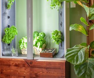 Indoor hydroponic growing system with plants