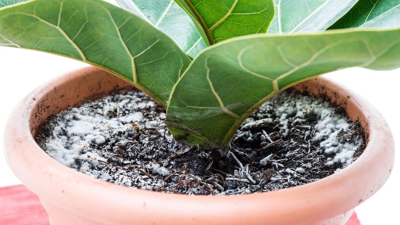 mold growing on the soil of an indoor plant