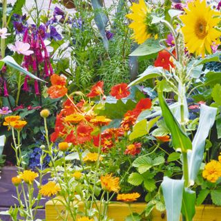 Sunflowers, calendula, veggies, nasturtium, corn, strawberries, comos, mixture of vegetable garden and flowers with raised bed container planters, annual flowers