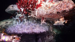 The ROV SuBastian measures temperature near a hydrothermal vent as tube worms wave.